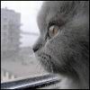 Аватара пользователя