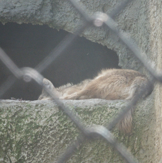 coyote.jpg